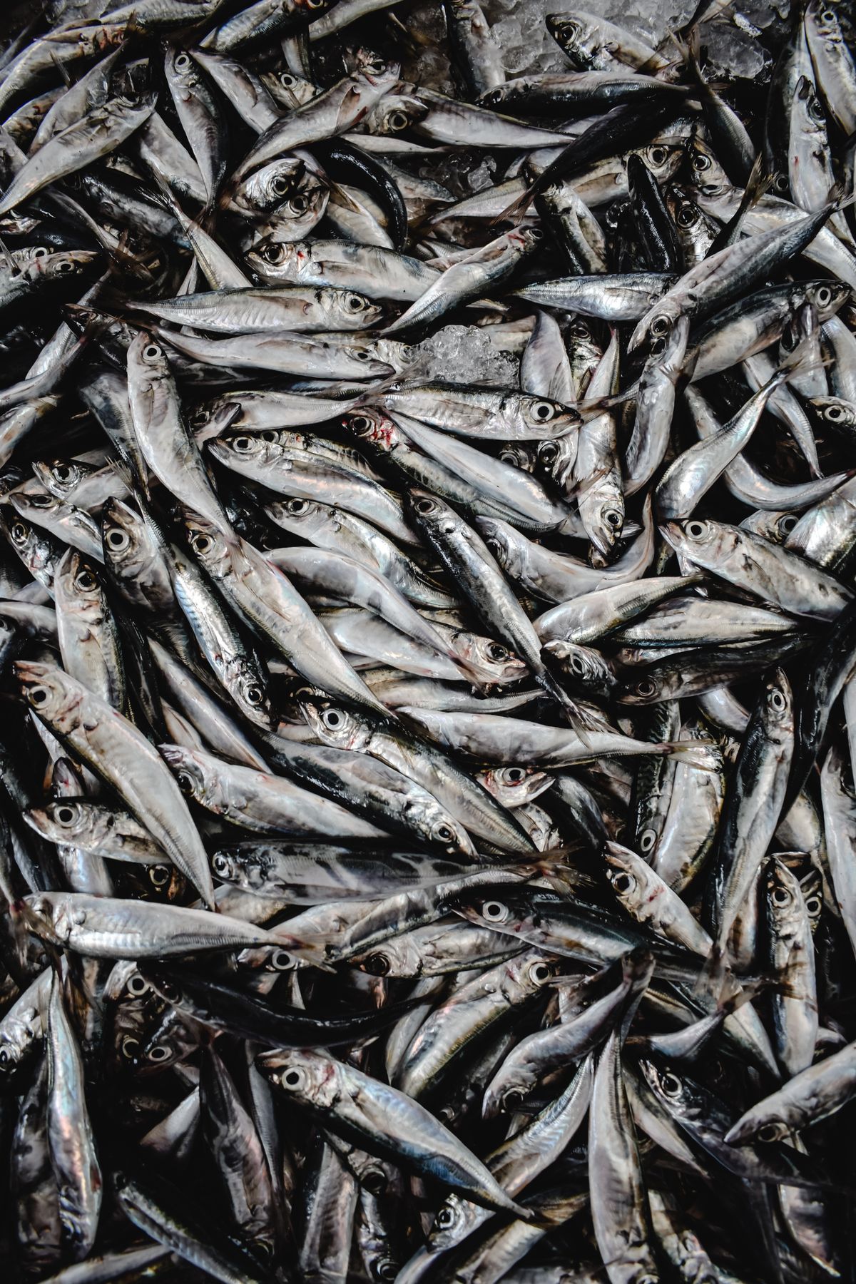 Whole fish packed on ice, seen from above.